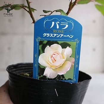 絵　バラ 71kxcVz58ZL._UF350,350_QL80_.jpg